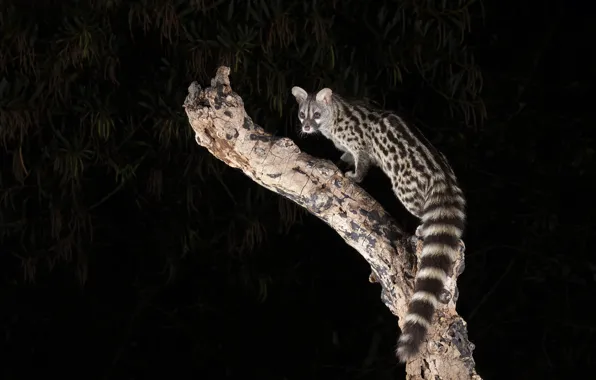 Wallpaper trees, branches, pose, look, the civet cat, face, leaves, night