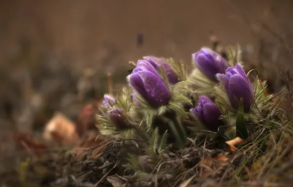 Drops, macro, spring, purple, buds, anemones, sleep-grass, cross