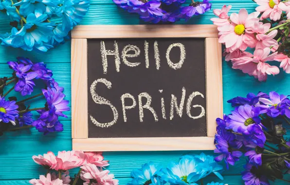 Flowers, spring, colorful, Board, chrysanthemum, wood, blue, flowers