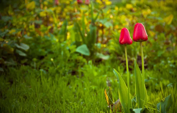 Picture grass, flowers, nature, glade, spring, tulips