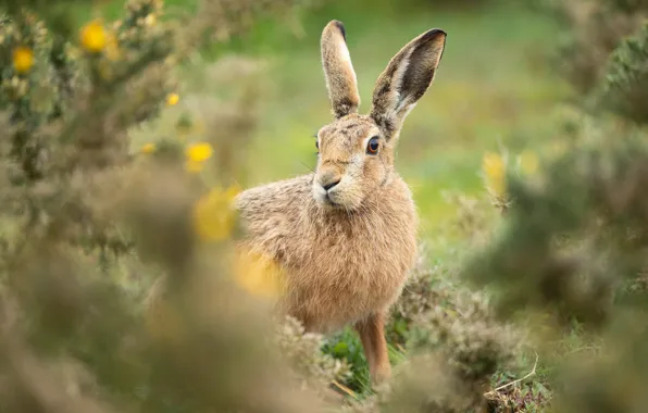 Picture grass, look, flowers, nature, grey, background, glade, hare
