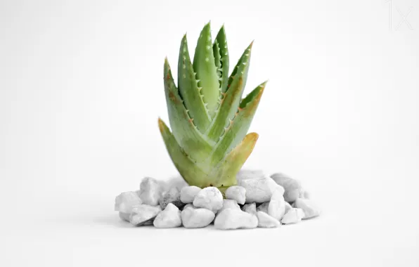 Picture stones, stones, aloe, aloe