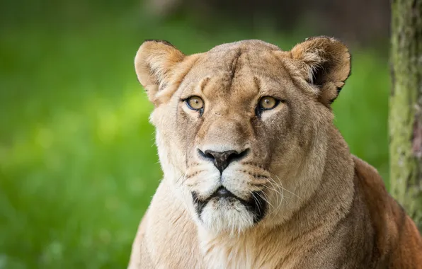 Cat, face, lioness