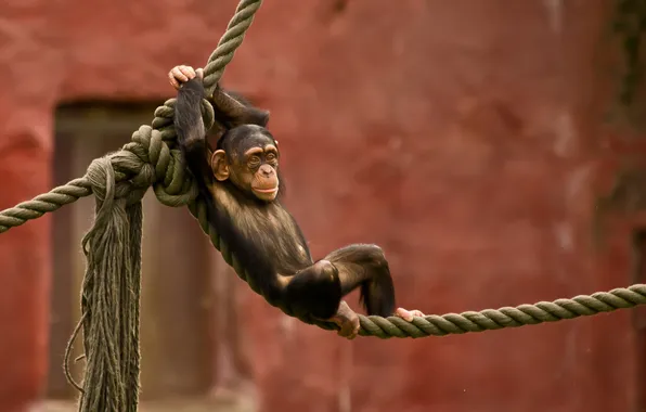 Picture monkey, ropes, zoo