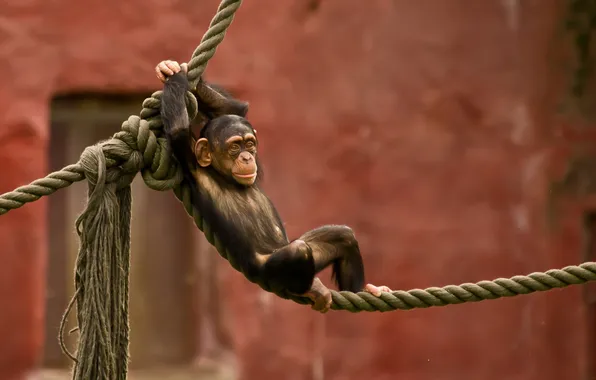 Monkey, rope, zoo