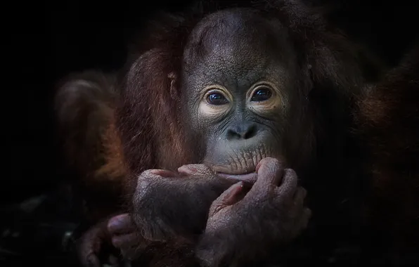 Nature, monkey, the primacy of, pygmy chimpanzee