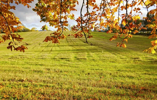 Picture field, autumn, grass, leaves, the sun, branches