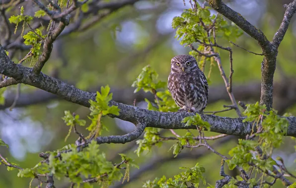 Branches, tree, owl, bird, The little owl
