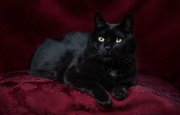 Cat, cat, look, pose, face