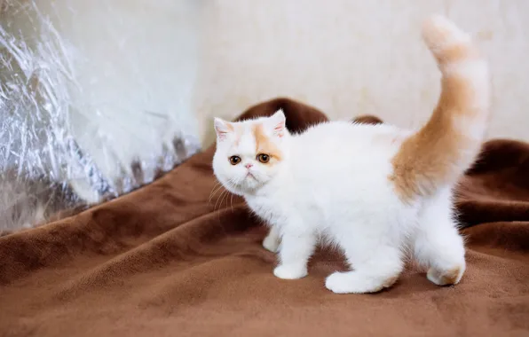 Cat, white, kitty, tail, fabric, plaid, kitty, face