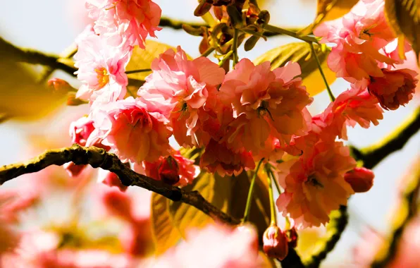 Leaves, light, flowers, branches, bright, spring, Sakura, pink