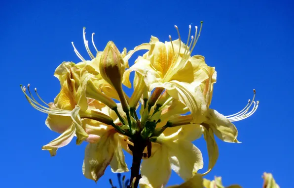 The sky, macro, petals, stamens