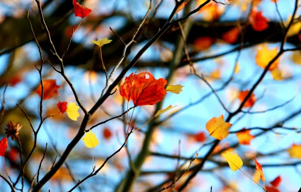 Leaves, macro, branches, red, background, tree, widescreen, Wallpaper