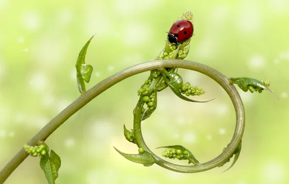 Stwm Insect Download wallpaper macro, ladybug, stem, insect, section macro in ...