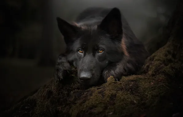 Look, face, moss, portrait, dog, German shepherd