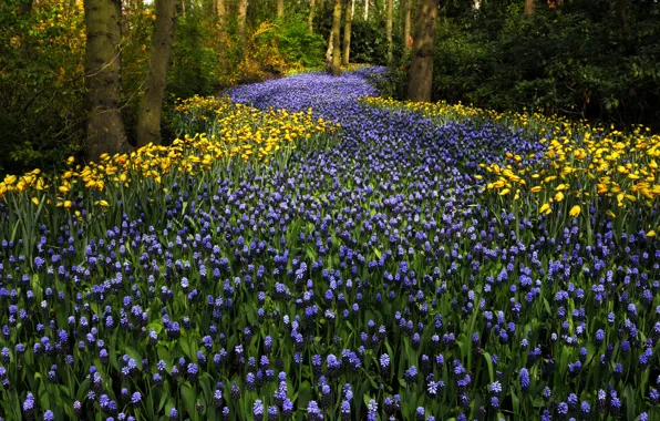 Trees, flowers, Park, tulips, Netherlands, Keukenhof, hyacinths