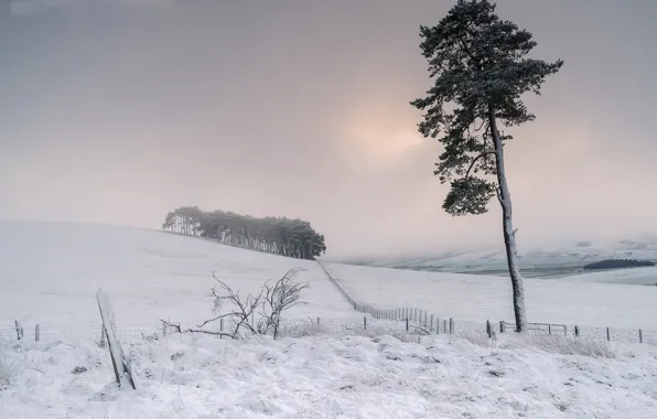Picture field, snow, fog, tree