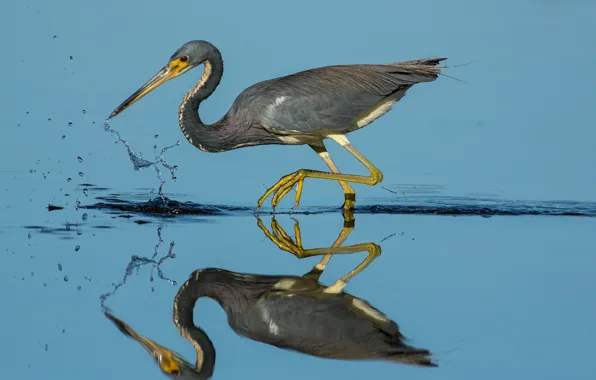 Picture water, reflection, bird, beak