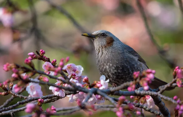 Flowers, branches, bird, spring, Sakura, pink, flowering, Starling