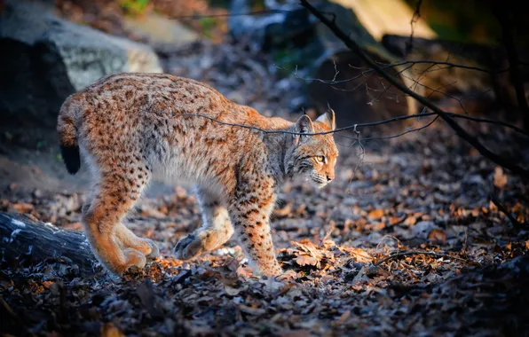 Autumn, light, branches, stones, glade, foliage, walk, lynx