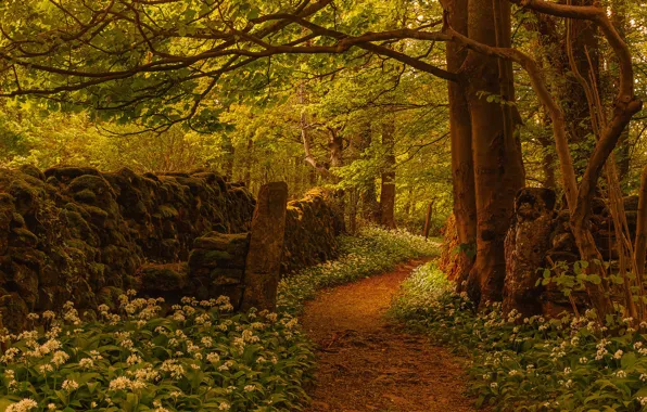 Trees, flowers, the fence, England, path