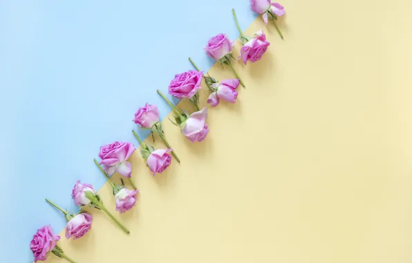 Flowers, background, roses, buds, pink, flowers, roses