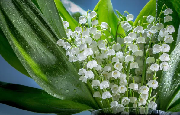 Leaves, drops, light, flowers, bouquet, spring, lilies of the valley, Lily of the valley