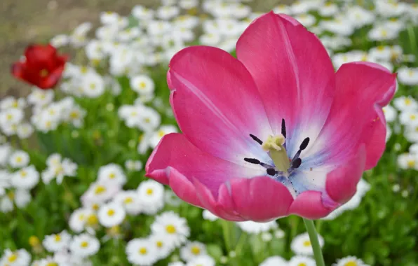 Picture macro, Tulip, petals, Bud, bokeh, Daisy