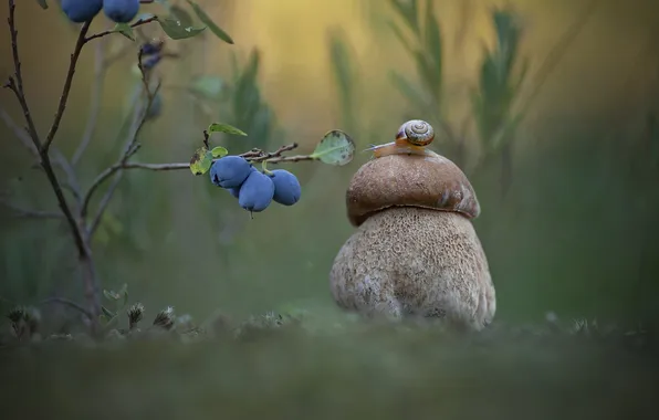 Picture berries, mushroom, snail, bokeh, honeysuckle