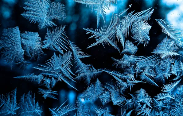 Winter, Pattern, Frost