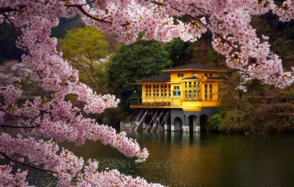 Flowers, branches, yellow, lake, house, pond, tree, shore