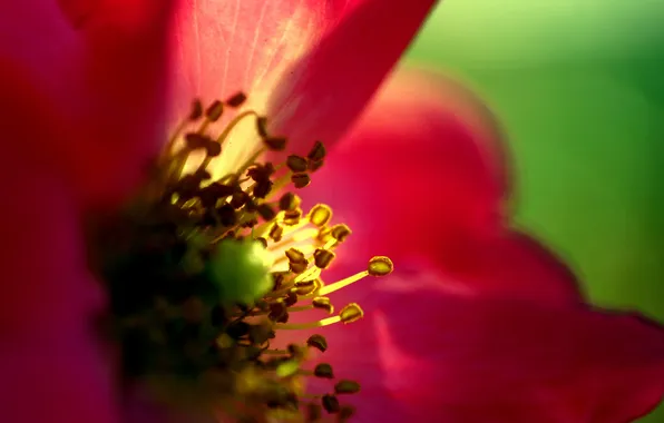 The sun, macro, light, flowers, red