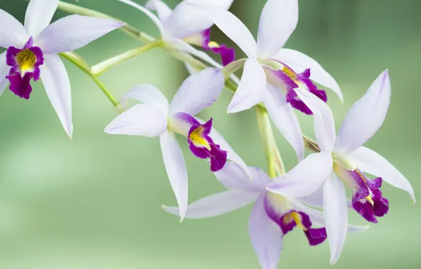 Flowers, petals, flowering, Orchid, pink and white