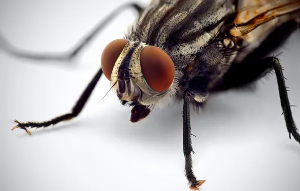 Picture legs, eyes, fly, Insect, compound eye, mouthparts