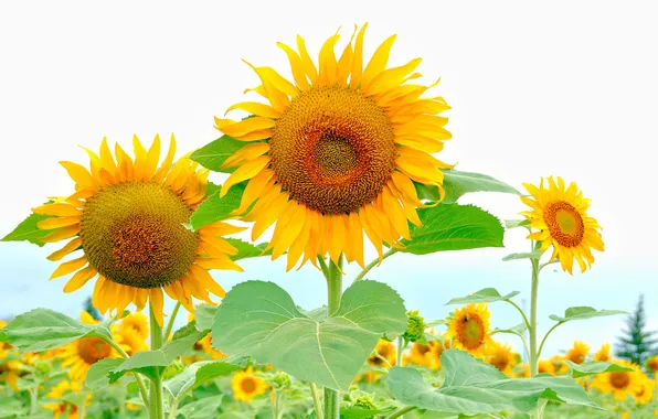 Summer, sunflowers, nature, background, petals