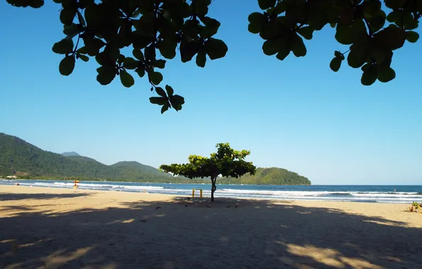 Tree, Beach, Brazil, Ocean, Sea, Ubatuba city