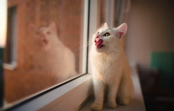 Licked, on the windowsill, white cat