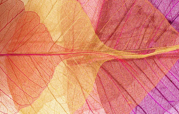 Leaves, background, colorful, abstract, texture, pink, background, autumn