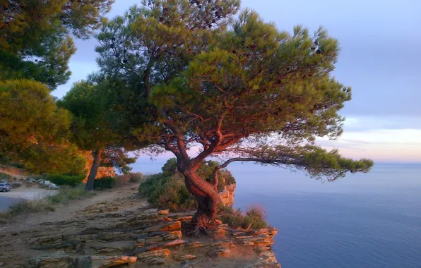 Sea, rock, tree, France, Cote d'azur