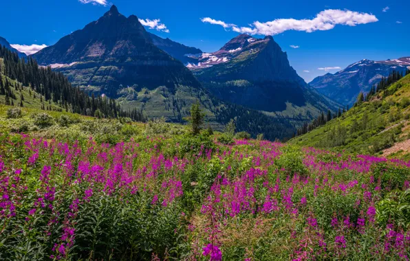 Flowers, mountains, blue, Ivan-tea