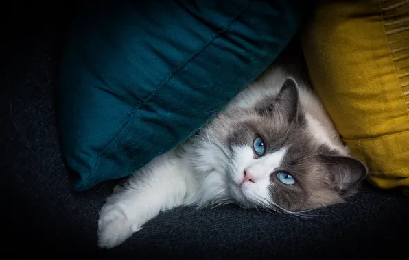Cat, cat, look, pose, the dark background, sofa, pillow, lies