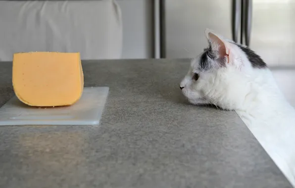 Picture cat, face, cheese