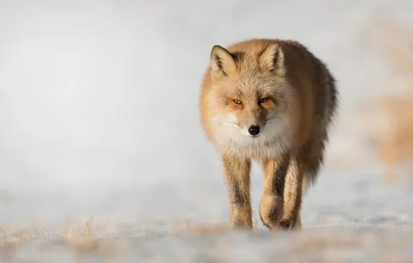 Picture nature, background, Fox