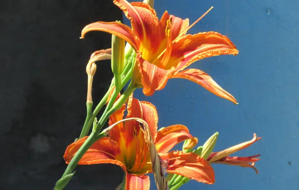 Flowers, June, the daylilies, Mamala ©, summer 2018