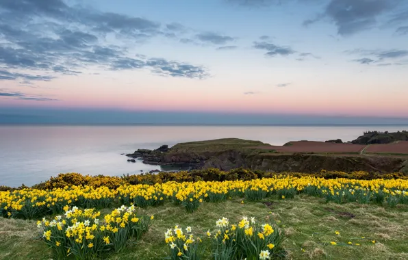 Picture sea, flowers, shore