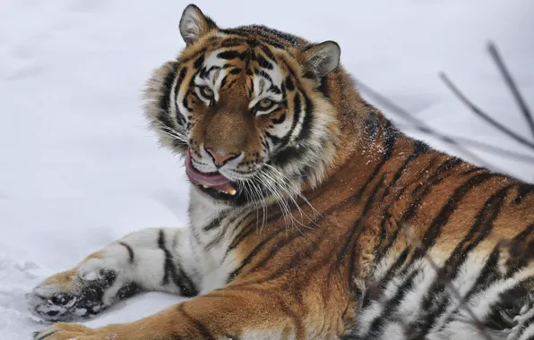 Picture look, snow, tiger, wild cat, Oleg Bogdanov