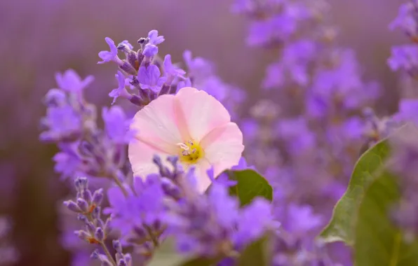 Picture Lavender, Lavender, Pink flower, Pink flower