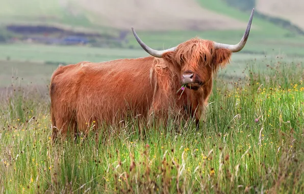 Field, grass, face, mountains, cow, red, bull, Scottish
