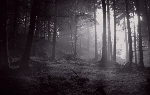 Forest, trees, nature, monochrome