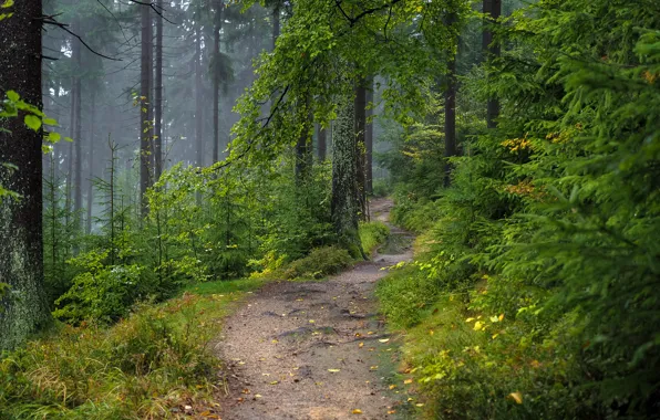 Picture forest, trees, nature, puddle, after the rain, path